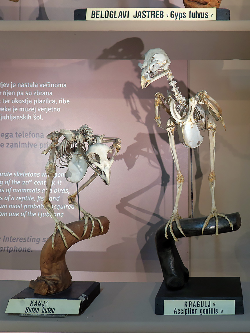 prirodoslovni muzej ljubljana 7-2023 9156