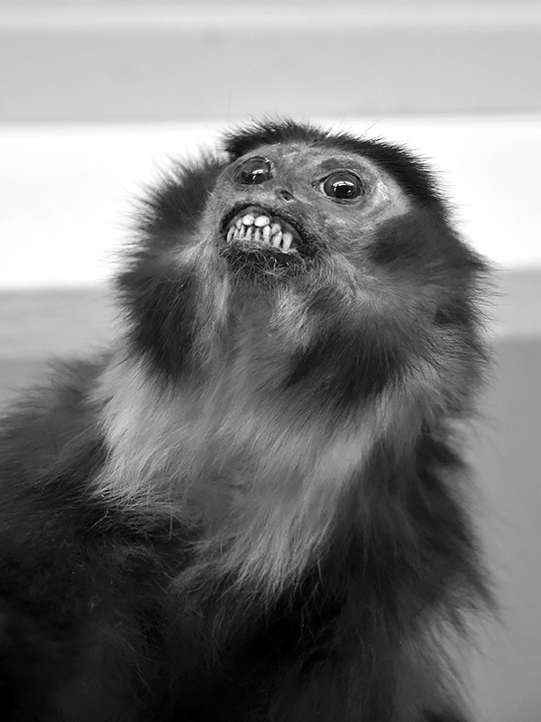 la specola 8-2017 1474