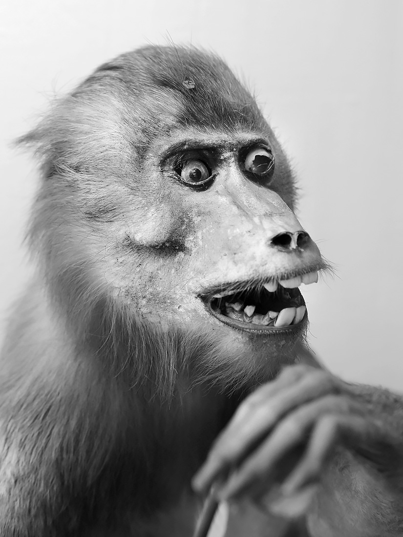 museo di zoologica bologna 8-2022 4522-