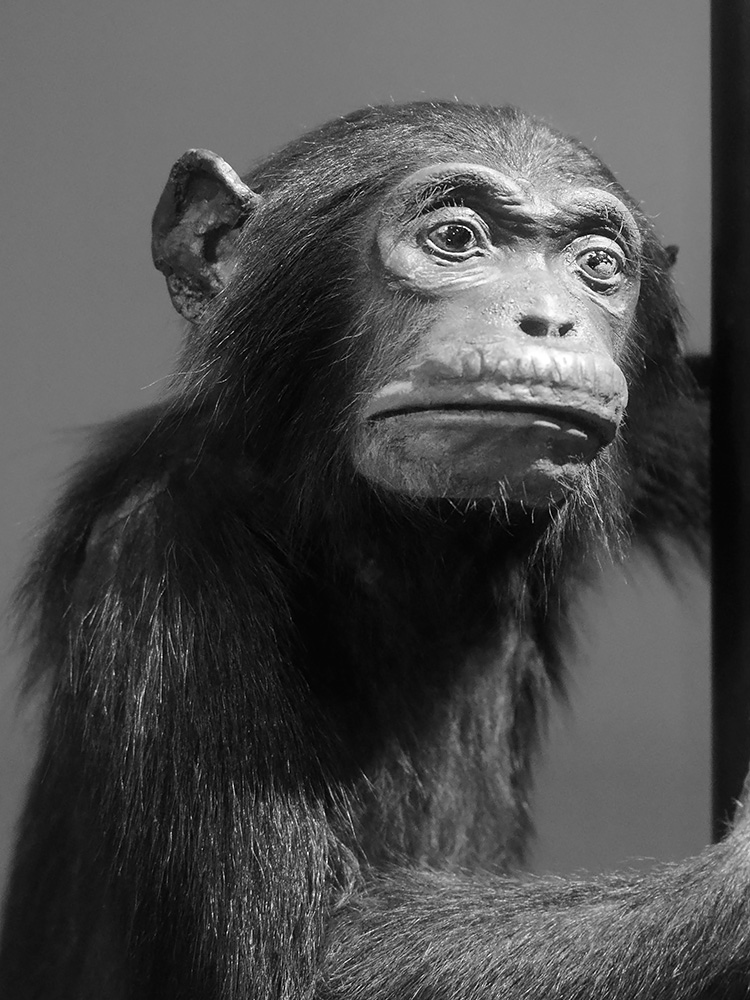 museum voor natuurwetenschappen brussel 11-2022 5580