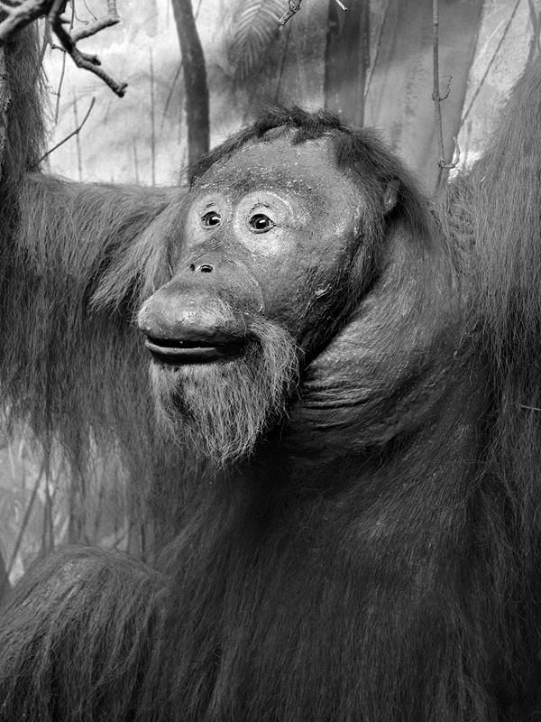 nat hist museum oslo 8-2015 8430