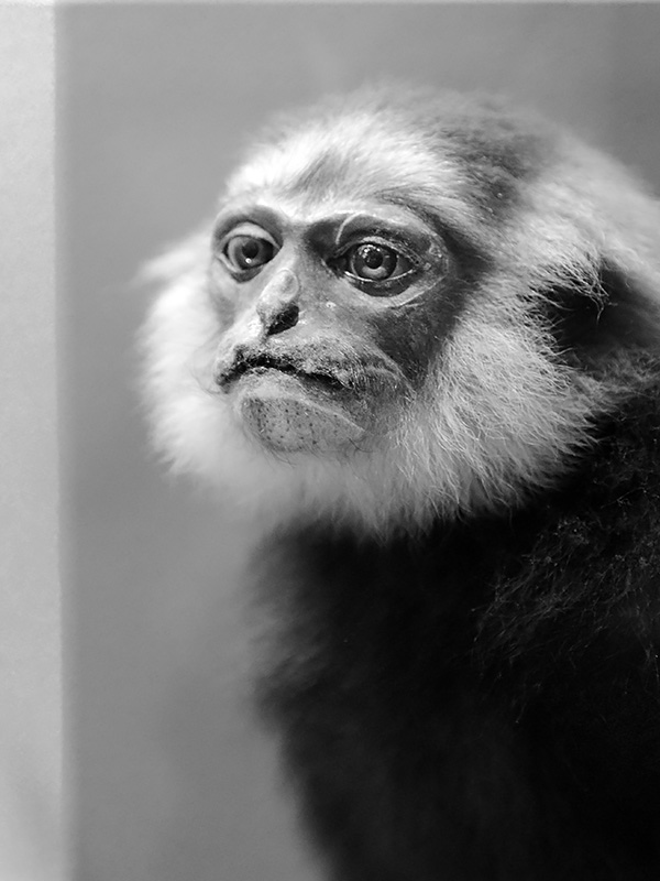 naturalis 9-2021 9600