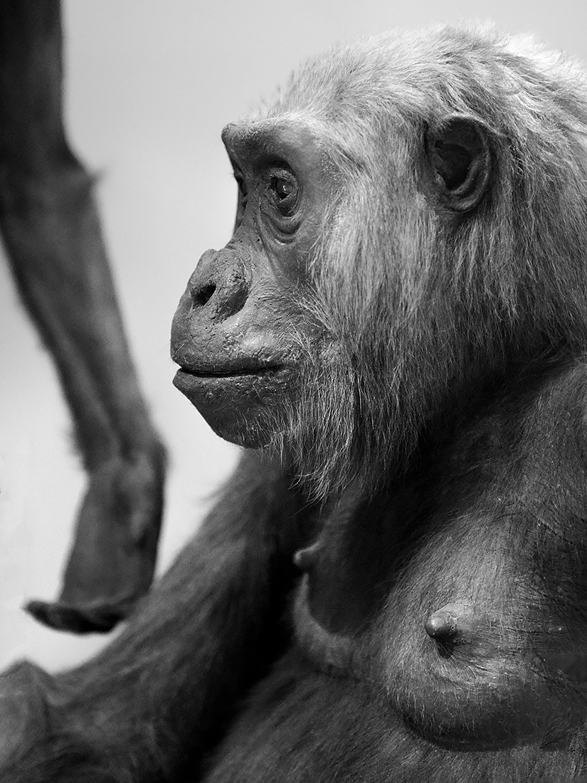 naturhistorisches museum basel 8-2022 4931-