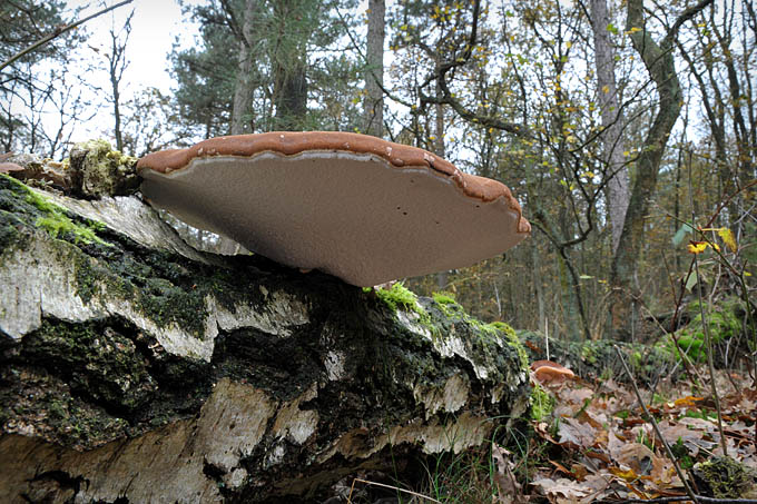 berkenzwam (piptoporus betulinus) 7387