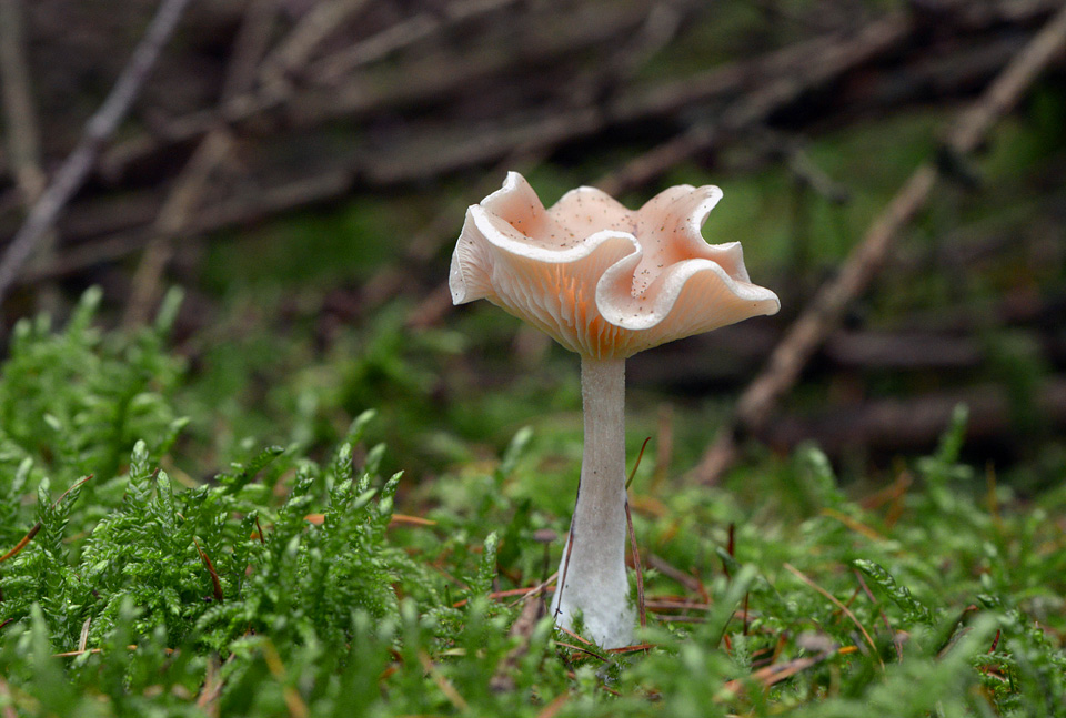 bleekrandslijmkop (hygrophorus unicolor) 10-2014 0970