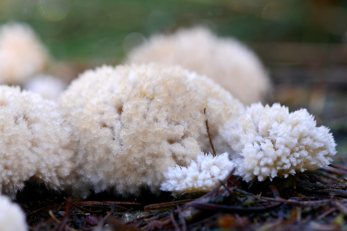 boompuist (Postia ptychogaster) 10-2020 3251