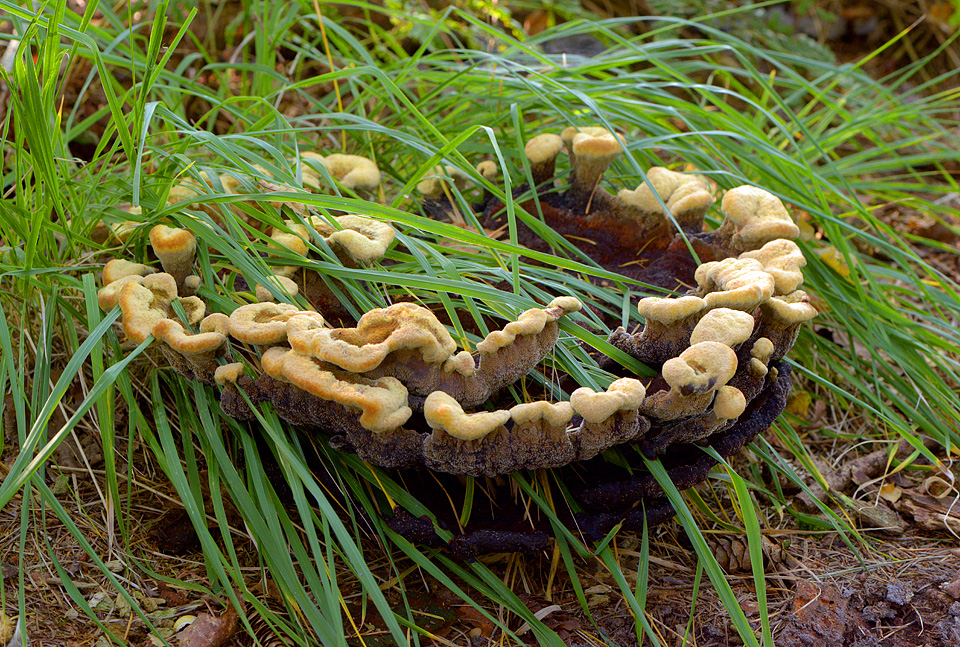 dennenvoetzwam (Phaeolus schweinitzii) 10-2015 4150