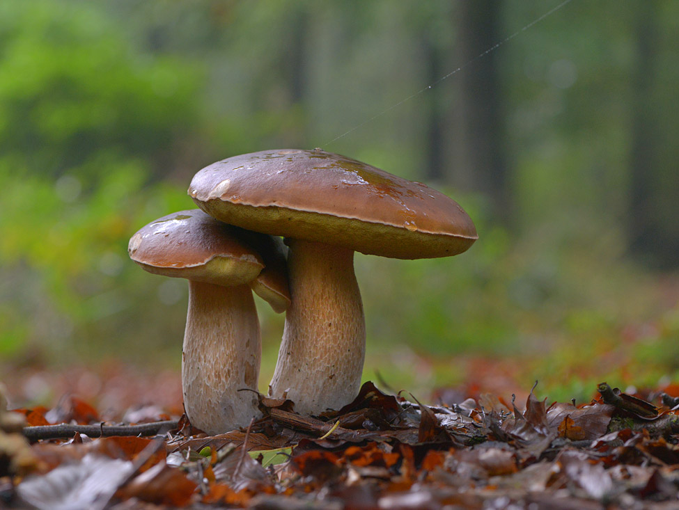 eekhoorntjesbrood de brand 10-2013 7030