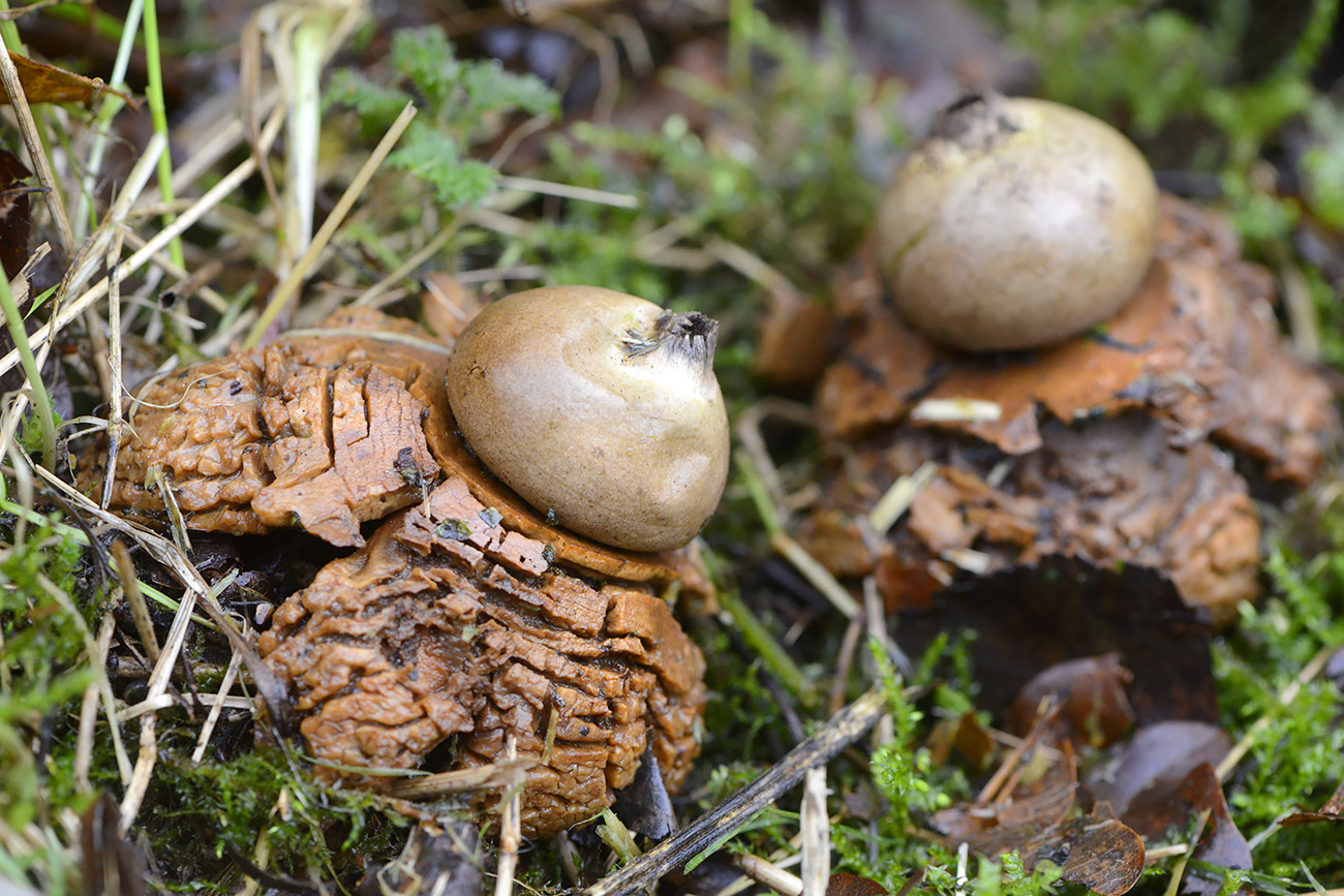 gekraagde aardster (geastrum triplex) 12-2021 0791