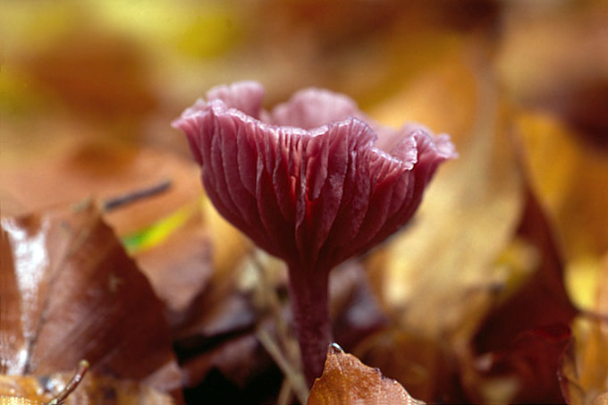 gekroesde fopzwam (laccaria tortillis)