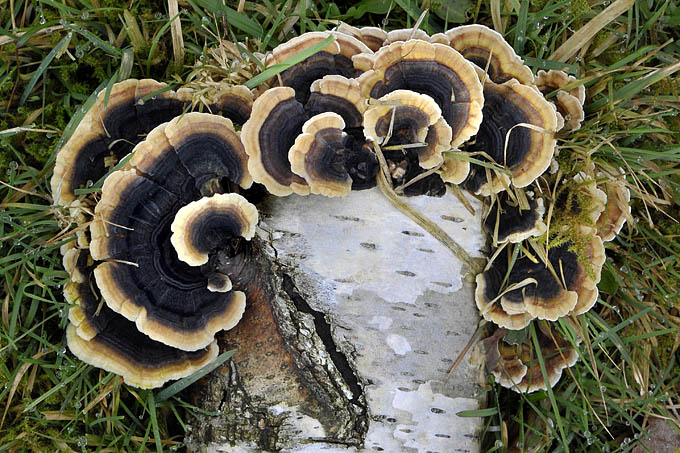 gewoon elfenbankje (trametus versicolor) 02-2011 4108