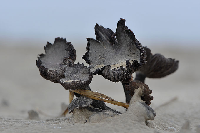 halsdoekridderzwam (tricholoma focale) 11-2010 2094
