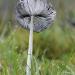 hazenpootje (coprinopsis lagopus) 11-2010 1881