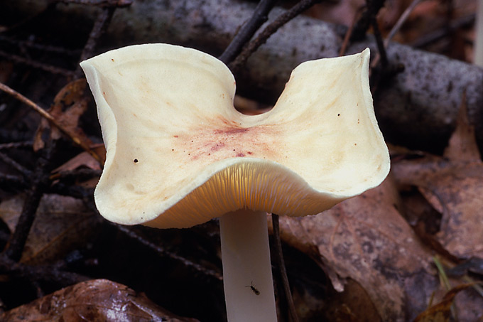 kleine bostrechterzwam (clitocybe candidans)