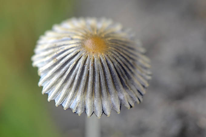 plooirokje (coprinus plicatilis) 11-2010 1899