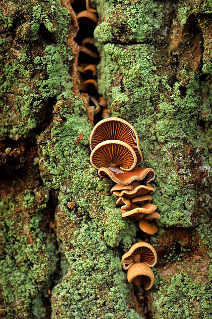 schelpzwam (panellus sp.) 12-2012 3401