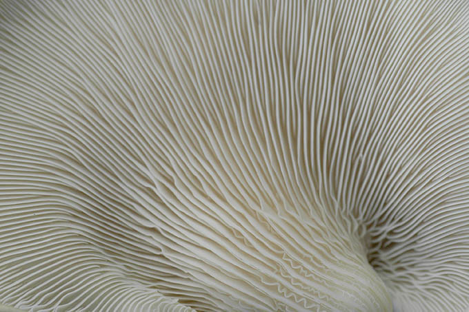 schelpzwam (pleurocybella porrigens) 6681
