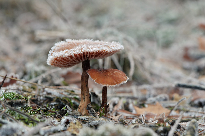 schubbige fopzwam (laccaria proxima) 8521