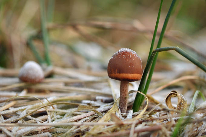 vlekplaat (panaeolus sp.) 12-2012 3371