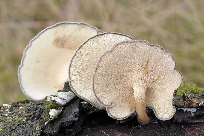 voorjaarshoutzwam (polyporus ciliatus) 3496