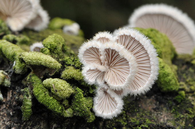waaiertje (schizophyllum commune) 3466