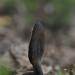 zwarte truffelknotszwam (cordyceps ophioglossoides) 09-2010 9529
