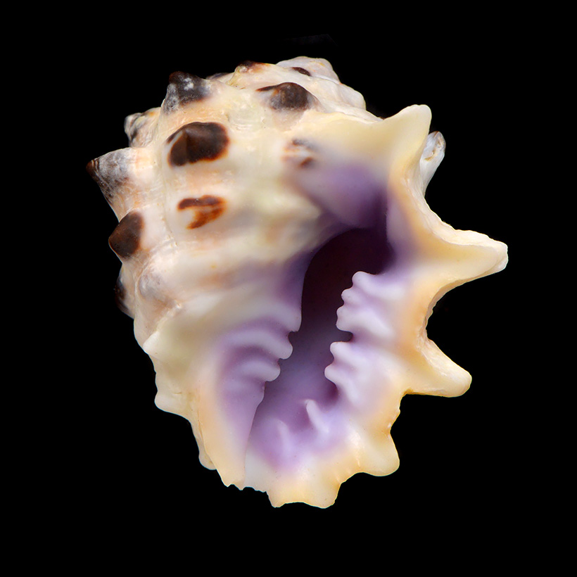 Paarse drupa (Drupa morum) 5-2015 2427