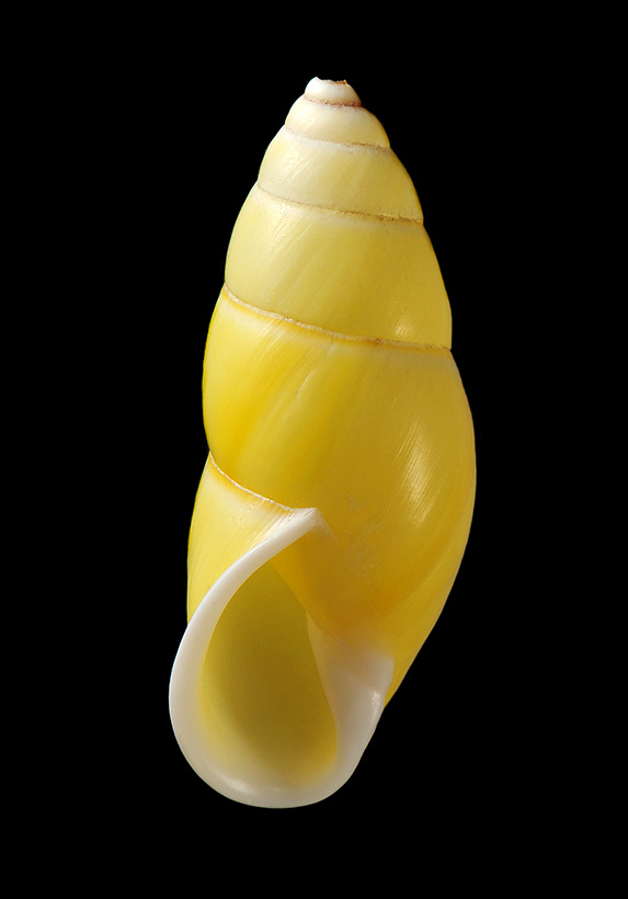 amphidromus entobaptus 5-2017 4460