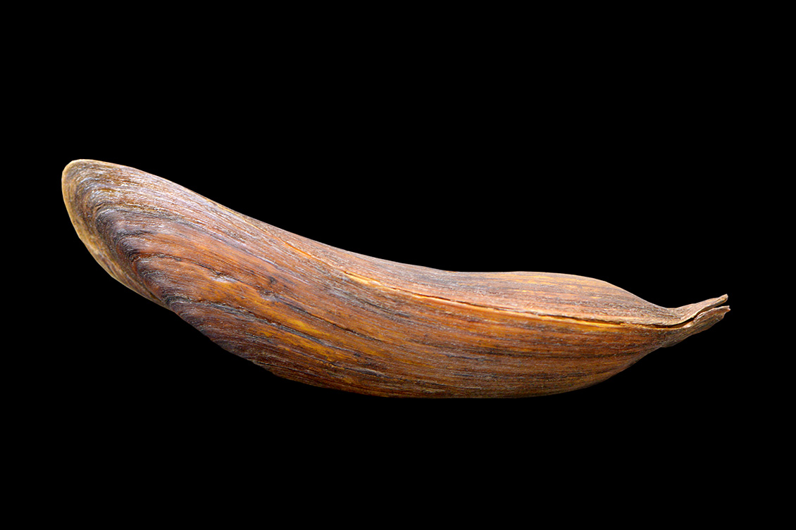 arconaia lanceolata 5-2017 0941