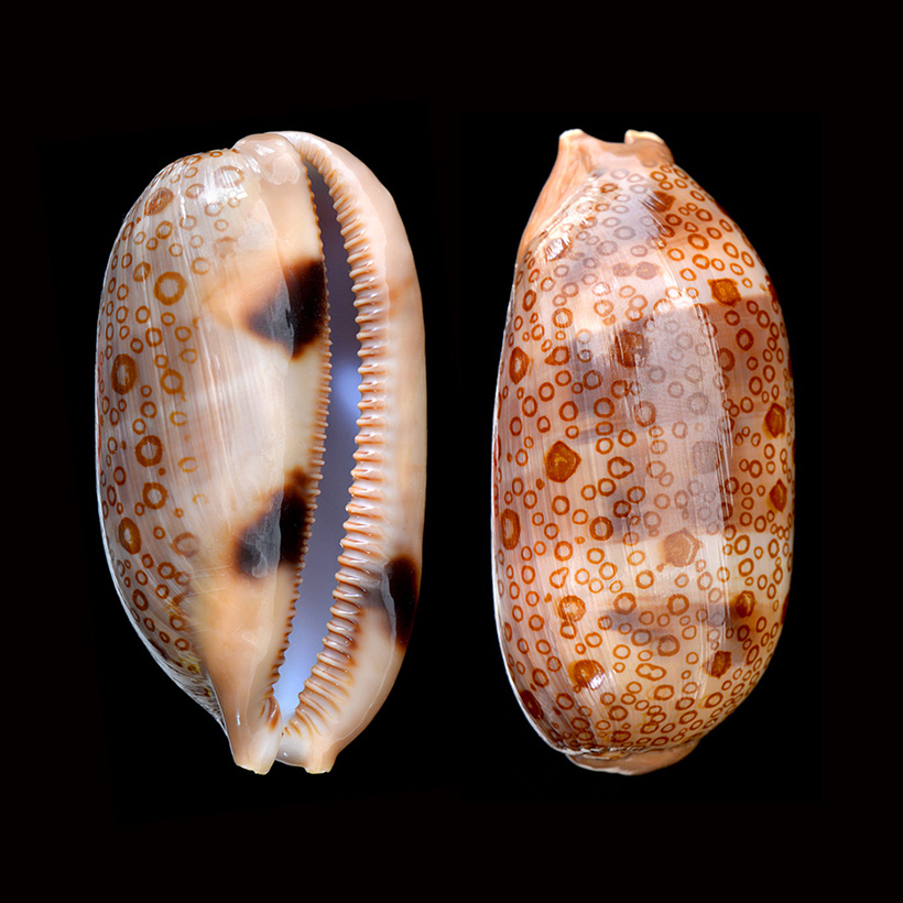 cypraea argus 5-2016 4391