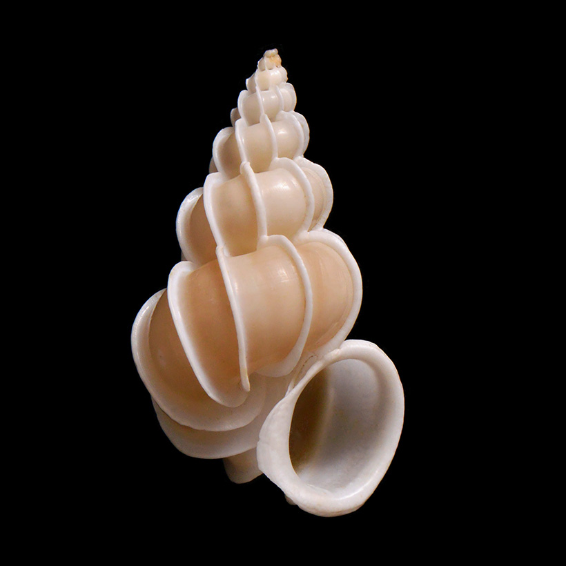 grote wenteltrap (epitonium scalare) 12-2013 8342