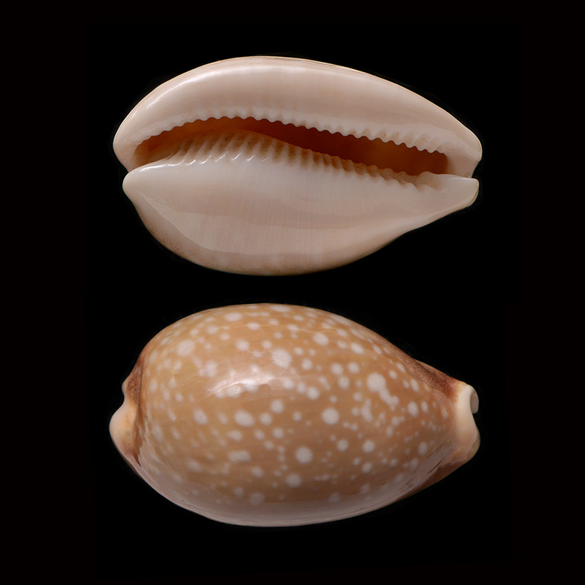 lyncina camelopardalis 10-2014 1153