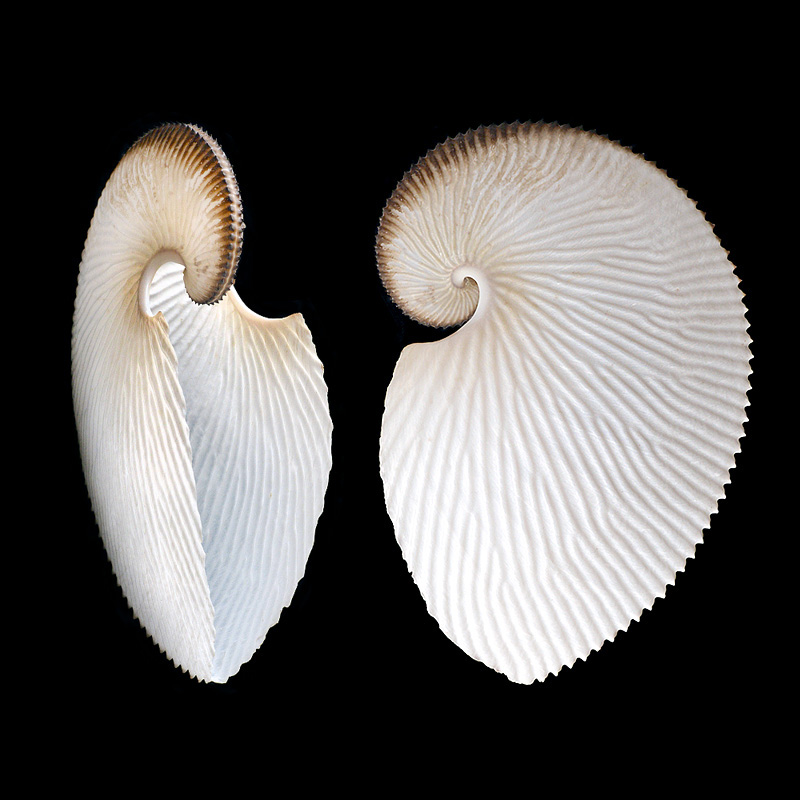 papiernautilus (argonauta argo) 7-2015