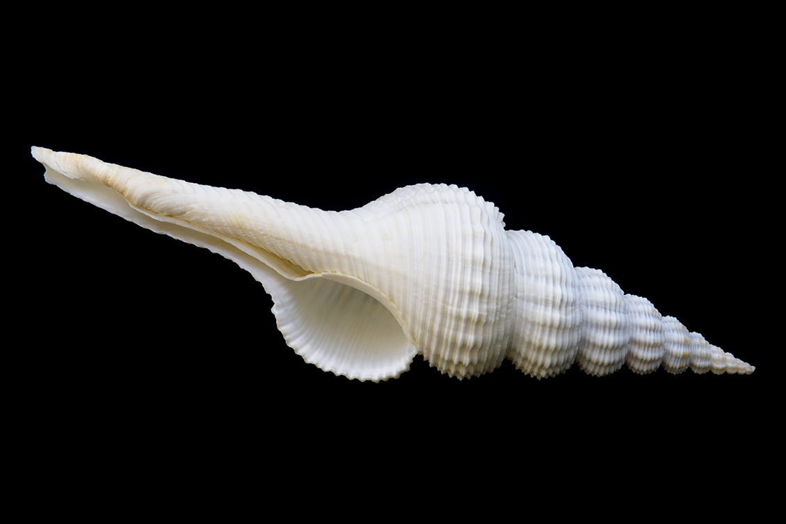 spintol (Fusinus salisburyi) 5-2017 0868