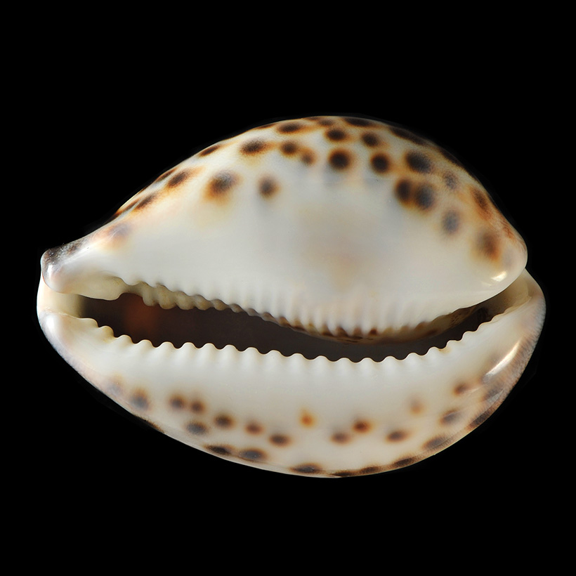 tijgerkauri (cypraea tigtris) 2-20132232