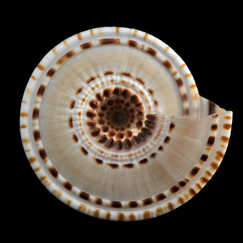zonneslak (Architectonica perspectiva) 11-2012 4072