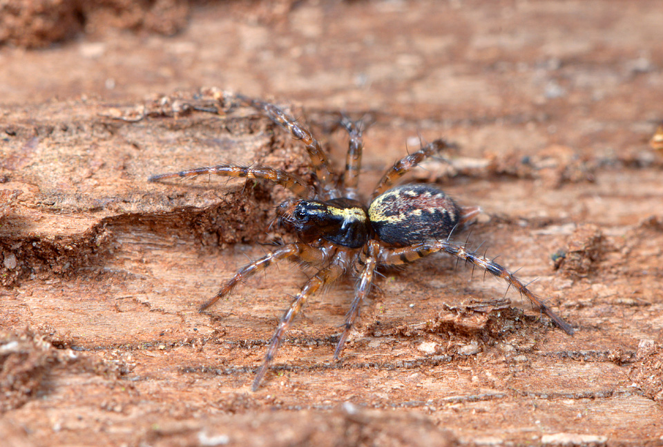 Gewone staartspin (Textrix denticulata) 2-2015 1901