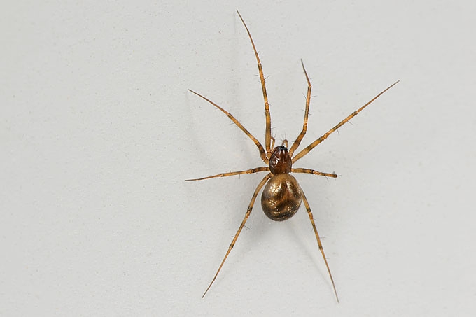 boomstamwever (lepthyphantes minutus) 4-2012 6845