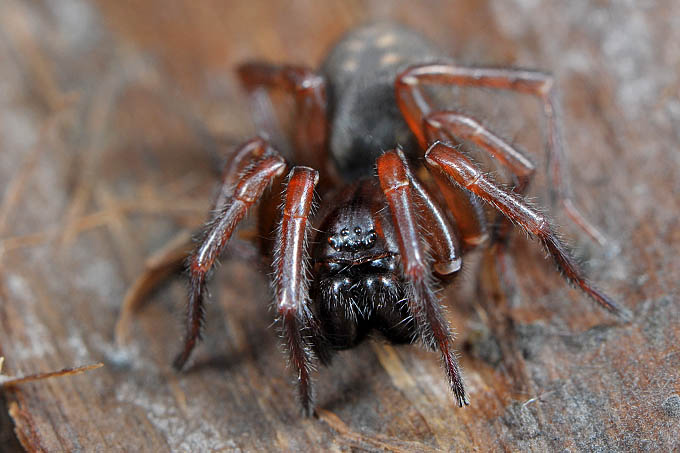 bostrechterspin (coelotes terrestris) 3-2012 5360