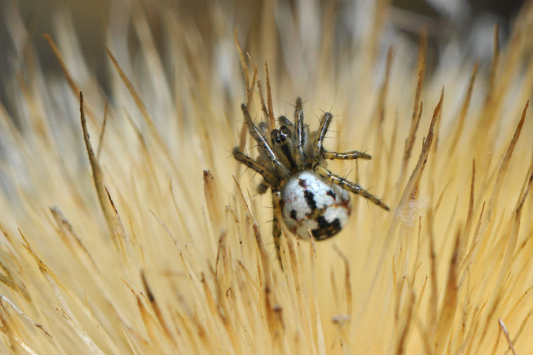 driestreepspin (mangora acalypha) 5-2012 8371