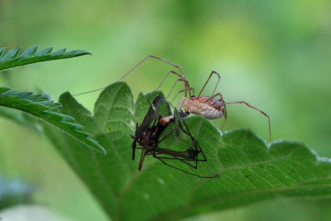 gewone hooiwagen (phalangium opilio)