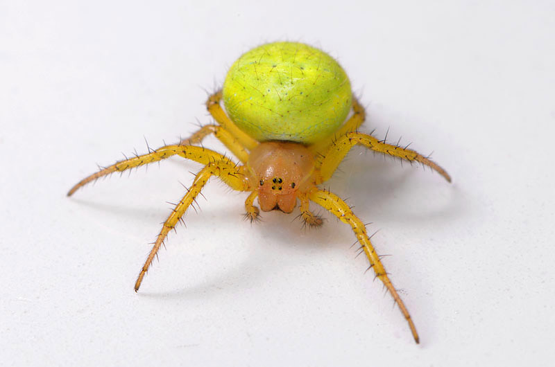 gewone komkommerspin (araniella cucurbitina) 6-2013 1011