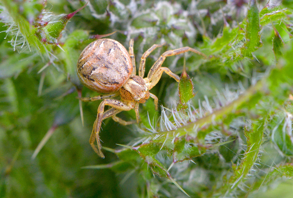 gewone krabspin (Xysticus cristatus) 5-2014 9395