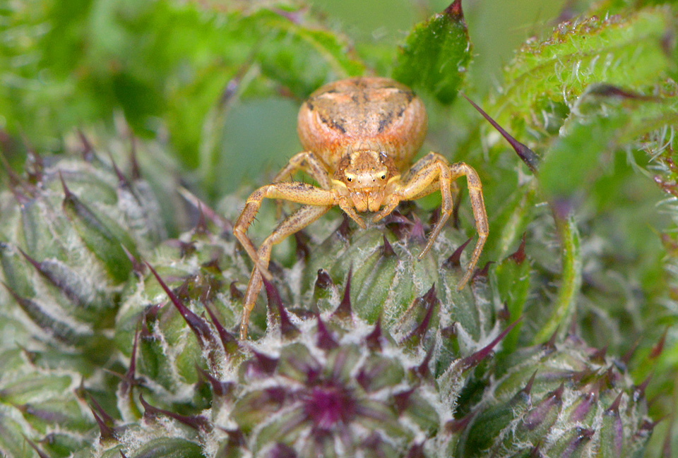 gewone krabspin (Xysticus cristatus) 5-2014 9398