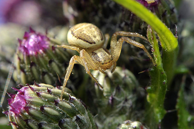 gewone krabspin (xysticus cristatus)