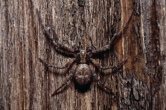 gewone renspin (philidromus cespitum)