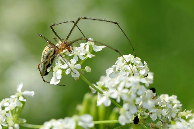 gewone strekspin (tetragnatha extensa)