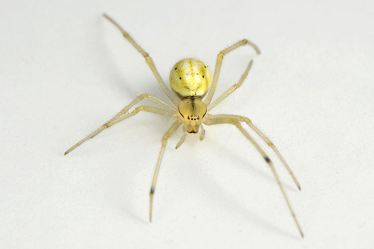 gewone tandkaak (enoploghantha ovata) 7-2012 9336