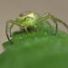 groene krabspin (diaea dorsata)
