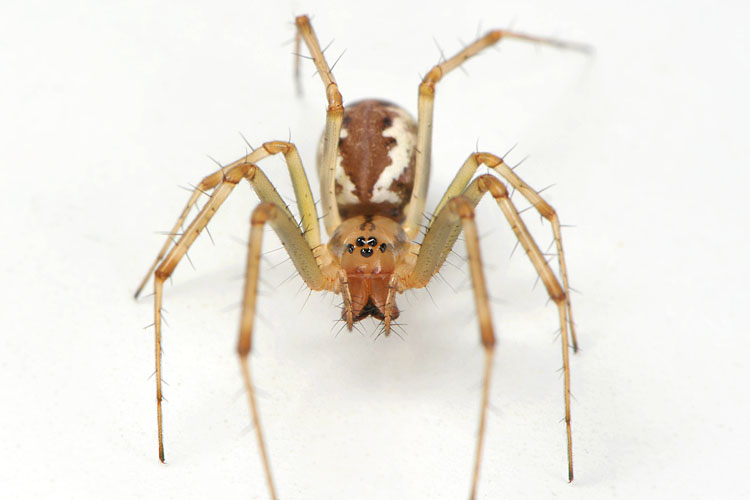 herfsthangmatspin (linyphia triangularis) 9-2012 9948
